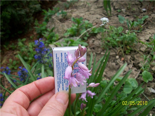 Scilla campanulata